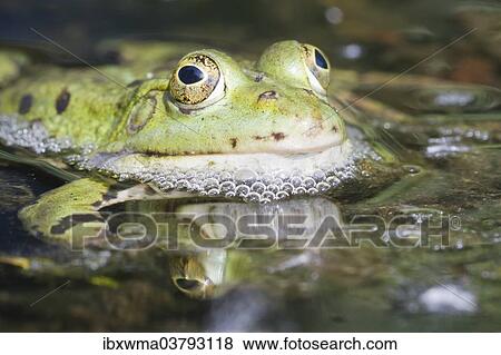 "Edible Frog (Pelophylax kl. Esculentus), North Hesse, Hesse, Germany, Europe" View Large Photo Image Stock Photo - "Edible Frog (Pelophylax kl. Esculentus), North Hesse, Hesse, Germany, Europe". Fotosearch