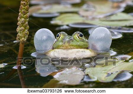 "Edible Frog (Pelophylax kl. Esculentus) with vocal sac, North Hesse, Hesse, Germany, Europe" View Large Photo Image Stock Photograph - "Edible Frog (Pelophylax kl. Esculentus) with vocal sac, North Hesse, Hesse, Germany, Europe". Fotosearch