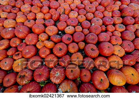 Stock Photo - "Edible pumpkins or squashes (Cucurbita), Baden-Wuerttemberg, Germany, Europe". Fotosearch