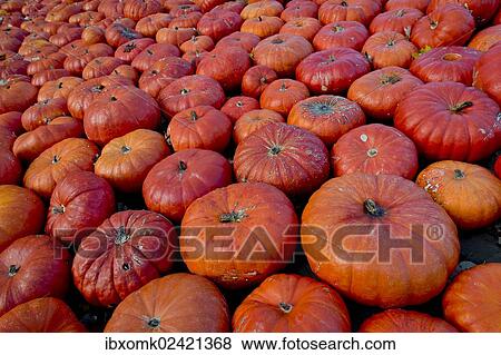 Stock Photo - "Edible pumpkins or squashes (Cucurbita), Baden-Wuerttemberg, Germany, Europe". Fotosearch