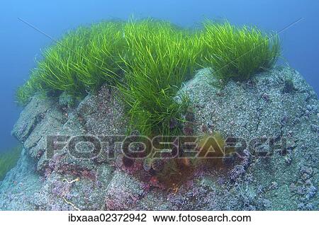 "Eelgrass (Zostera marina), Japan Sea, Far East, Primorsky Krai, Russian Federation" View Large Photo Image Stock Image - "Eelgrass (Zostera marina), Japan Sea, Far East, Primorsky Krai, Russian Federation". Fotosearch