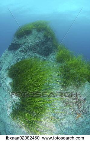 Stock Image - "Eelgrass (Zostera marina), Japan Sea, Primorsky Krai, Russian Federation, Far East". Fotosearch
