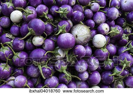 "Eggplants (Solanum), Myanmar, Asia" View Large Photo Image Stock Image - "Eggplants (Solanum), Myanmar, Asia". Fotosearch