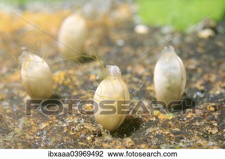 "Eggs of a freshwater snail, Lake Baikal, Siberia, Russia, Europe" View Large Photo Image Stock Image - "Eggs of a freshwater snail, Lake Baikal, Siberia, Russia, Europe". Fotosearch