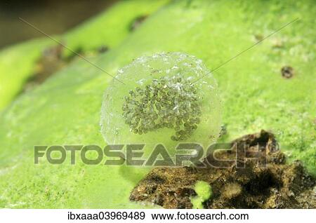 "Eggs of a freshwater snail, Lake Baikal, Siberia, Russia, Europe" View Large Photo Image Stock Photo - "Eggs of a freshwater snail, Lake Baikal, Siberia, Russia, Europe". Fotosearch
