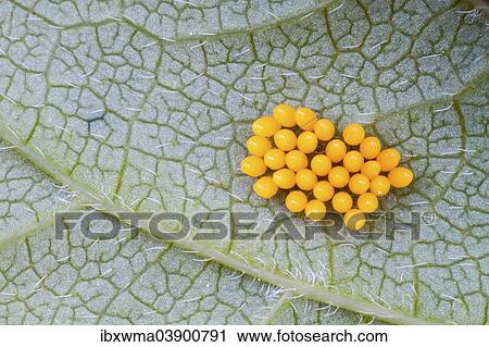 Stock Image - "Eggs of a Seven-spot Ladybird (Coccinella septempunctata) on a leaf underside, North Hesse, Hesse, Germany, Europe". Fotosearch