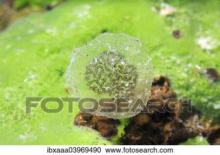 Stock Image - "Eggs of fresh water snail, Lake Baikal, Siberia, Russia, Europe". Fotosearch