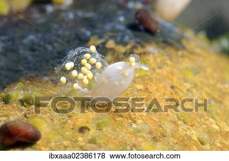 "Eggs of fresh water snail, Lake Baikal, Siberia, Russian Federation, Eurasia" View Large Photo Image Stock Photo - "Eggs of fresh water snail, Lake Baikal, Siberia, Russian Federation, Eurasia". Fotosearch