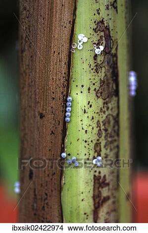 "Eggs, probably from the owl butterfly (Caligo) on banana tree, Mainau, Baden-Wuerttemberg, Germany, Europe" View Large Photo Image Picture - "Eggs, probably from the owl butterfly (Caligo) on banana tree, Mainau, Baden-Wuerttemberg, Germany, Europe". Fotosearch