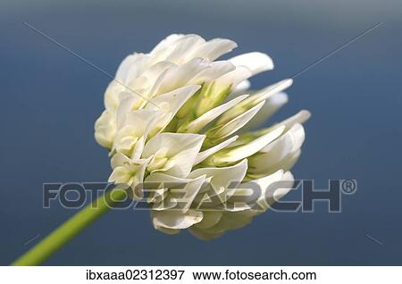 "Egyptian clover, Beerseem clover (Trifolium alexandrinum), Baikal, Siberia, Russian Federation, Eurasia" View Large Photo Image Stock Photo - "Egyptian clover, Beerseem clover (Trifolium alexandrinum), Baikal, Siberia, Russian Federation, Eurasia". Fotosearch