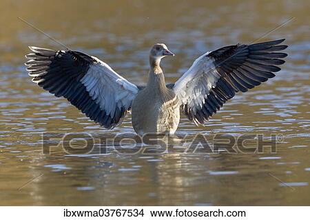 "Egyptian Goose (Alopochen aegyptiacus) spreading its wings, North Hesse, Hesse, Germany, Europe" View Large Photo Image Picture - "Egyptian Goose (Alopochen aegyptiacus) spreading its wings, North Hesse, Hesse, Germany, Europe". Fotosearch