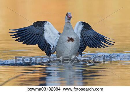 "Egyptian Goose (Alopochen aegyptiacus) in the water with spread wings, North Hesse, Hesse, Germany, Europe" View Large Photo Image Picture - "Egyptian Goose (Alopochen aegyptiacus) in the water with spread wings, North Hesse, Hesse, Germany, Europe". Fotosearch