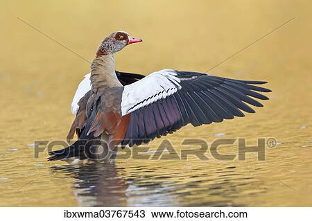 "Egyptian Goose (Alopochen aegyptiacus) spreading its wings, North Hesse, Hesse, Germany, Europe" View Large Photo Image Stock Image - "Egyptian Goose (Alopochen aegyptiacus) spreading its wings, North Hesse, Hesse, Germany, Europe". Fotosearch