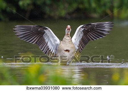 Stock Image - "Egyptian Goose (Alopochen aegyptiacus) with spread wings, North Hesse, Hesse, Germany, Europe". Fotosearch
