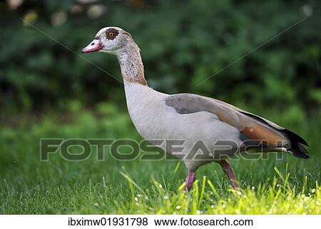 Stock Photo - Egyptian Goose (Alopochen aegyptiacus). Fotosearch
