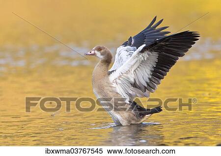 "Egyptian Goose (Alopochen aegyptiacus) spreading its wings, North Hesse, Hesse, Germany, Europe" View Large Photo Image Stock Photography - "Egyptian Goose (Alopochen aegyptiacus) spreading its wings, North Hesse, Hesse, Germany, Europe". Fotosearch