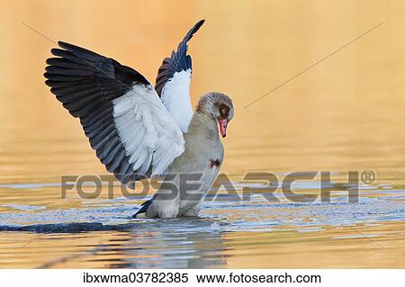 "Egyptian Goose (Alopochen aegyptiacus) in the water with spread wings, North Hesse, Hesse, Germany, Europe" View Large Photo Image Stock Photography - "Egyptian Goose (Alopochen aegyptiacus) in the water with spread wings, North Hesse, Hesse, Germany, Europe". Fotosearch