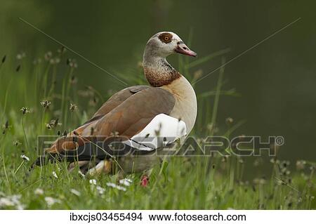 "Egyptian Goose (Alopochen aegyptiacus), Oesinghausen, Bergisches Land, North Rhine-Westphalia, Germany, Europe" View Large Photo Image Picture - "Egyptian Goose (Alopochen aegyptiacus), Oesinghausen, Bergisches Land, North Rhine-Westphalia, Germany, Europe". Fotosearch