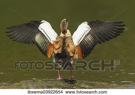 "Egyptian Goose (Alopochen aegyptiacus), beating of wings, North Hesse, Germany, Europe" View Large Photo Image Picture - "Egyptian Goose (Alopochen aegyptiacus), beating of wings, North Hesse, Germany, Europe". Fotosearch