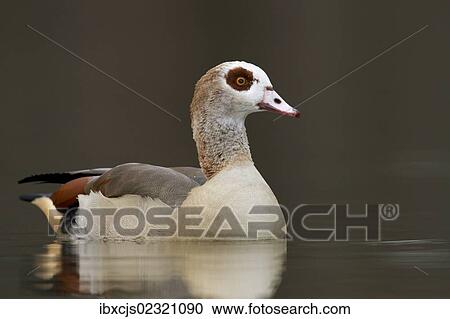 "Egyptian Goose (Alopochen aegyptiacus), Bergisches Land region, North Rhine-Westphalia, Germany, Europe" View Large Photo Image Stock Image - "Egyptian Goose (Alopochen aegyptiacus), Bergisches Land region, North Rhine-Westphalia, Germany, Europe". Fotosearch