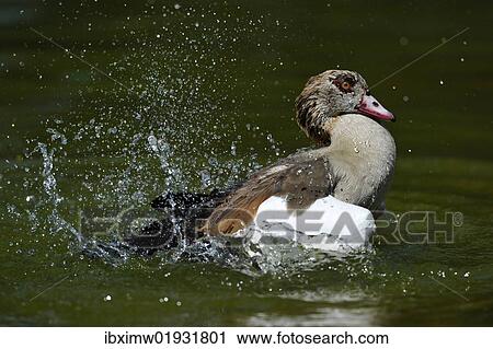 Stock Image - "Egyptian Goose (Alopochen aegyptiacus), splashing about swimming". Fotosearch