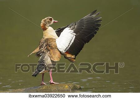 "Egyptian Goose (Alopochen aegyptiacus), beating of wings, North Hesse, Germany, Europe" View Large Photo Image Stock Image - "Egyptian Goose (Alopochen aegyptiacus), beating of wings, North Hesse, Germany, Europe". Fotosearch