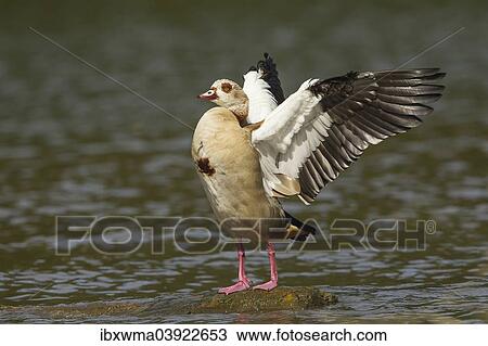 "Egyptian Goose (Alopochen aegyptiacus), beating of wings, North Hesse, Germany, Europe" View Large Photo Image Stock Image - "Egyptian Goose (Alopochen aegyptiacus), beating of wings, North Hesse, Germany, Europe". Fotosearch
