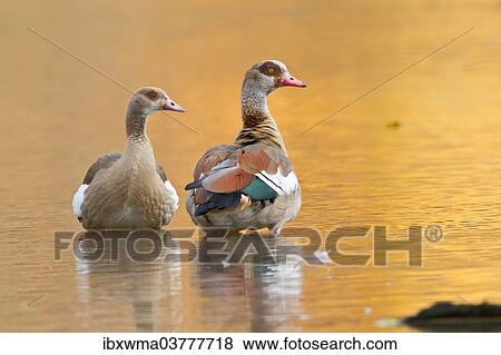 "Egyptian Goose (Alopochen aegyptiacus), two geese standing in water, Hesse, Germany, Europe" View Large Photo Image Stock Photo - "Egyptian Goose (Alopochen aegyptiacus), two geese standing in water, Hesse, Germany, Europe". Fotosearch