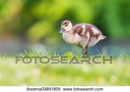 "Egyptian Goose (Alopochen aegyptiacus), chick, Lower Saxony, Germany, Europe" View Large Photo Image Stock Photography - "Egyptian Goose (Alopochen aegyptiacus), chick, Lower Saxony, Germany, Europe". Fotosearch