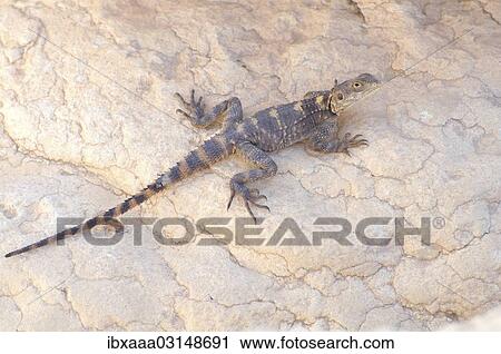 "Egyptian Mastigure (Uromastyx aegyptia), Syria, Asia" View Large Photo Image Stock Image - "Egyptian Mastigure (Uromastyx aegyptia), Syria, Asia". Fotosearch