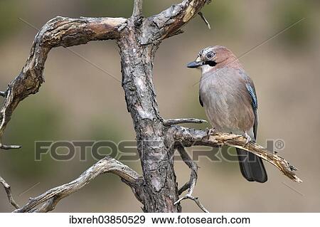 "Eichelhäher (Garrulus glandarius), Tyrol, Austria, Europe" View Large Photo Image Stock Photo - "Eichelhäher (Garrulus glandarius), Tyrol, Austria, Europe". Fotosearch