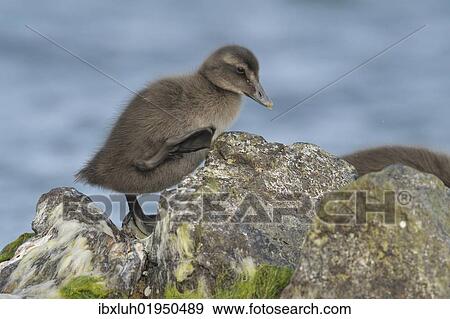 Stock Photo - Eider (Somateria mollissima) duckling. Fotosearch