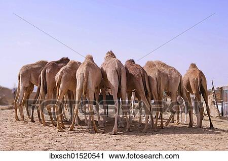 Stock Image - "Eight camels standing at a watering place, seen from behind, desert near Abu Dhabi, United Arab Emirates, Middle East, Asia". Fotosearch