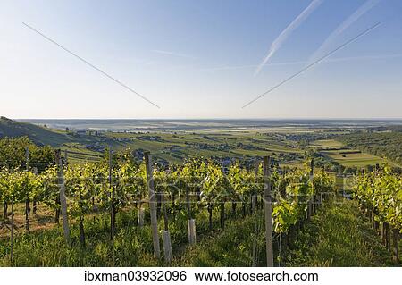 Stock Photograph - "Eisenberg vineyard, Eisenberg an der Pinka, quaint wine growing region, Southern Burgenland, Burgenland, Austria, Europe". Fotosearch