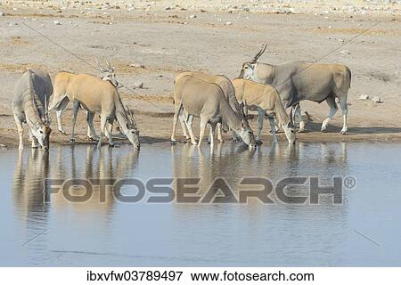 "Eland herd drinking, elands (Taurotragus oryx), Chudop water hole, Etosha National Park, Namibia, Africa" View Large Photo Image Stock Photo - "Eland herd drinking, elands (Taurotragus oryx), Chudop water hole, Etosha National Park, Namibia, Africa". Fotosearch