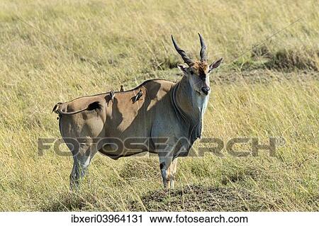 "Eland (Taurotragus oryx), Masai Mara National Reserve, Kenya, Africa" View Large Photo Image Stock Image - "Eland (Taurotragus oryx), Masai Mara National Reserve, Kenya, Africa". Fotosearch