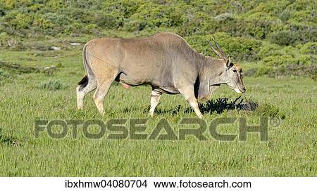 "Eland (Taurotragus oryx), West Coast National Park, Langebaan, Western Cape, South Africa, Africa" View Large Photo Image Picture - "Eland (Taurotragus oryx), West Coast National Park, Langebaan, Western Cape, South Africa, Africa". Fotosearch
