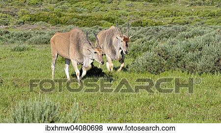 "Eland (Taurotragus oryx), West Coast National Park, Langebaan, Western Cape, South Africa, Africa" View Large Photo Image Stock Photo - "Eland (Taurotragus oryx), West Coast National Park, Langebaan, Western Cape, South Africa, Africa". Fotosearch