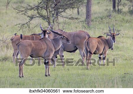 "Elands (Taurotragus oryx), Lake Mburo National Park, Uganda, Africa" View Large Photo Image Stock Image - "Elands (Taurotragus oryx), Lake Mburo National Park, Uganda, Africa". Fotosearch
