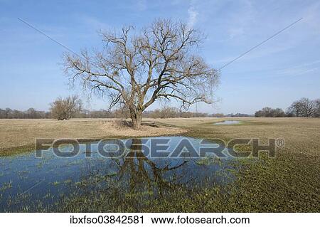 Stock Image - "Elbe River floodplains with a Willow tree (Salix spp. ), after the snow melt, near Dessau-Rosslau, Middle Elbe Biosphere Reserve, Saxony-Anhalt, Germany, Europe". Fotosearch
