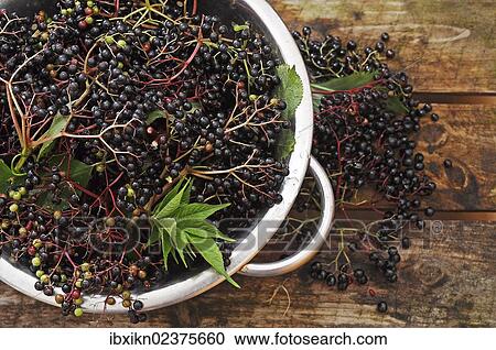 Elderberries (Sambucus nigra) in a colander View Large Photo Image Stock Image - Elderberries (Sambucus nigra) in a colander. Fotosearch