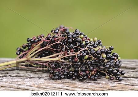 Elderberries (Sambucus nigra) View Large Photo Image Stock Image - Elderberries (Sambucus nigra). Fotosearch