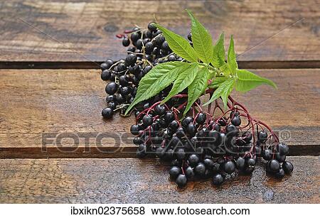 Elderberries (Sambucus nigra) View Large Photo Image Stock Photo - Elderberries (Sambucus nigra). Fotosearch