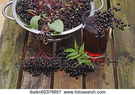 "Elderberry juice, elderberries (Sambucus nigra)" View Large Photo Image Stock Photo - "Elderberry juice, elderberries (Sambucus nigra)". Fotosearch