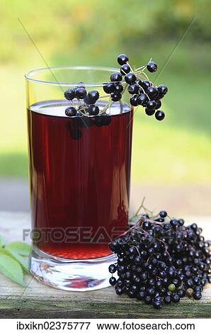 "Elderberry juice, elderberries (Sambucus nigra)" View Large Photo Image Stock Photo - "Elderberry juice, elderberries (Sambucus nigra)". Fotosearch