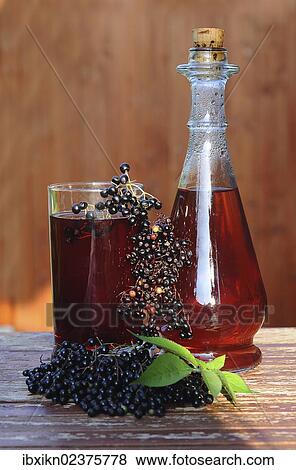 "Elderberry juice, elderberries (Sambucus nigra)" View Large Photo Image Stock Photo - "Elderberry juice, elderberries (Sambucus nigra)". Fotosearch