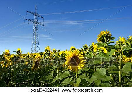 "Electric power transmission line through a field of sunflowers, Altomunster, Upper Bavaria, Bavaria, Germany, Europe" View Large Photo Image Stock Image - "Electric power transmission line through a field of sunflowers, Altomunster, Upper Bavaria, Bavaria, Germany, Europe". Fotosearch