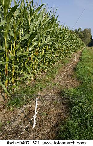 "Electric protection fence against wild boar at a corn field, Lower Saxony, Germany, Europe" View Large Photo Image Stock Image - "Electric protection fence against wild boar at a corn field, Lower Saxony, Germany, Europe". Fotosearch