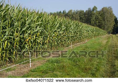 "Electric protection fence against wild boar at a corn field, Lower Saxony, Germany, Europe" View Large Photo Image Stock Image - "Electric protection fence against wild boar at a corn field, Lower Saxony, Germany, Europe". Fotosearch