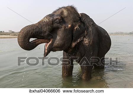 "Elefantenbad, elephant in the East Rapti River at Sauraha, Nepal, Asia" View Large Photo Image Stock Photograph - "Elefantenbad, elephant in the East Rapti River at Sauraha, Nepal, Asia". Fotosearch